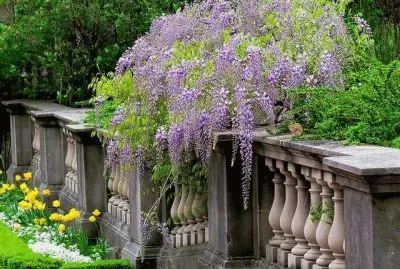 glycine