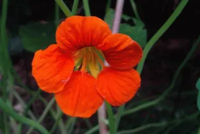 capucine jigsaw puzzle