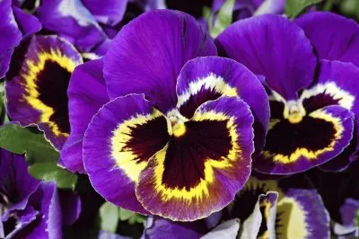 pensÃ©es jigsaw puzzle