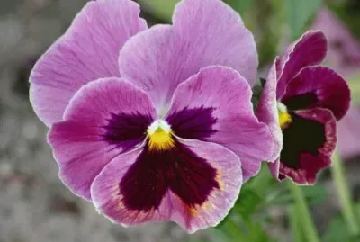 pensÃ©e jigsaw puzzle