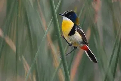 - lindo,(Ã§,.) jigsaw puzzle