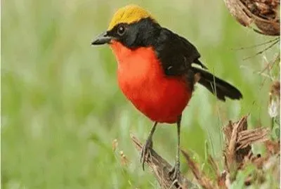 - lindo,(v) jigsaw puzzle