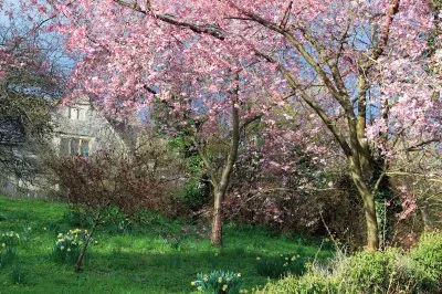 פאזל של Blossom