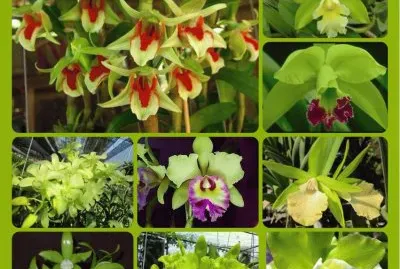 orquideas jigsaw puzzle