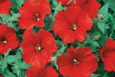 surfinia jigsaw puzzle