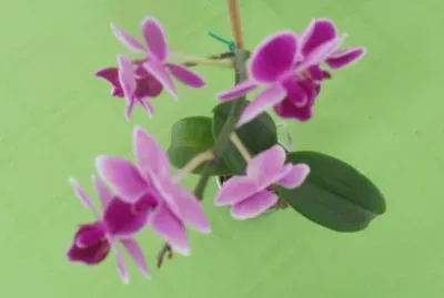 Hermosas OrquÃ¬deas jigsaw puzzle