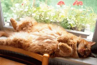 OTRO GATO HOLGAZAN jigsaw puzzle