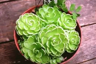 PinguÃ­cula jigsaw puzzle