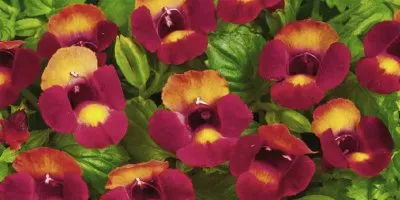 torenia jigsaw puzzle