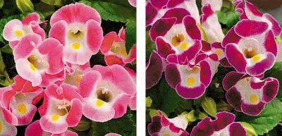 torenia jigsaw puzzle