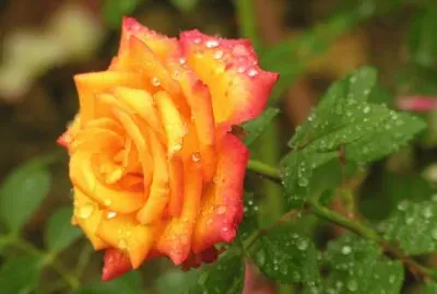 Rosa del campo