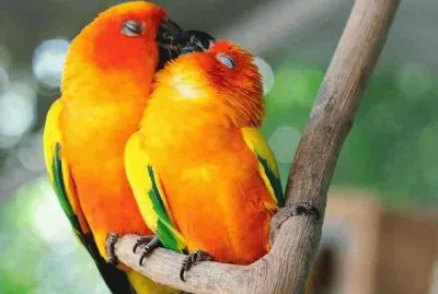 DORMILONES. jigsaw puzzle