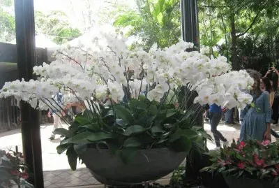 flores