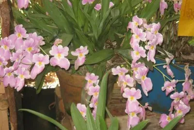orquideas