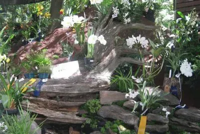 flores