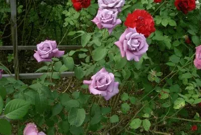 rosas