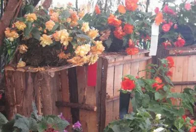 flores