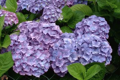 hortensia jigsaw puzzle