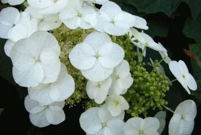 hydrangea