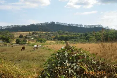 Cavalos Pastando