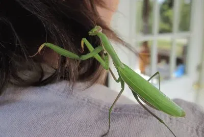 New Praying Mantis hairdo