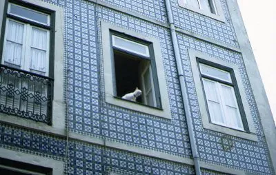 GATO EN PELIGRO jigsaw puzzle