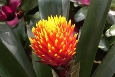 Bromelia4