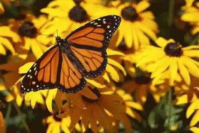 Butterfly jigsaw puzzle