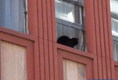 Â¿ que hace ese gato ahÃ­ ? jigsaw puzzle