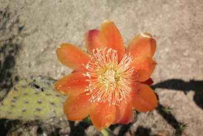 FLOR DE NOPAL, MONTEALBAN, OAXACA 2011