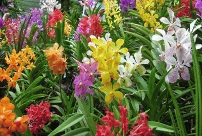 fleurs: orchidÃ©es