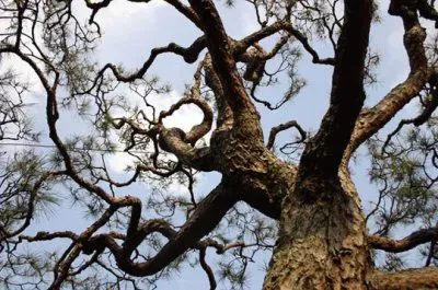 FaraÃ³n jigsaw puzzle