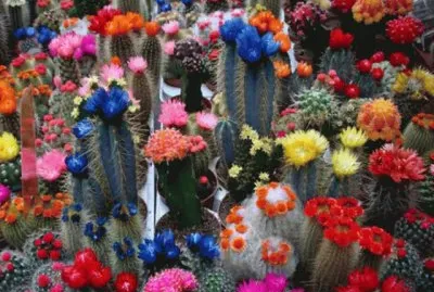 FaraÃ³n jigsaw puzzle