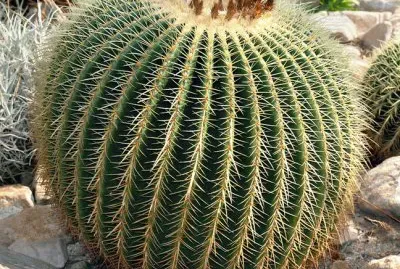 FaraÃ³n jigsaw puzzle