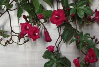 JARDÃN CILGANTE jigsaw puzzle