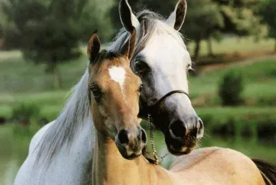 MADRE E HIJO.