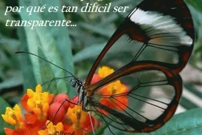 Mariposa  transparente