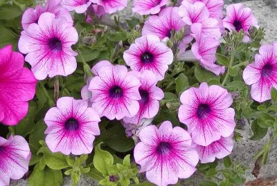 fleurs