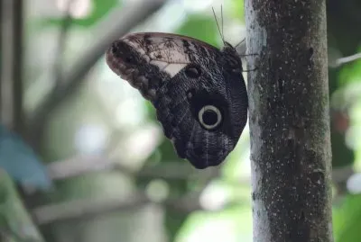 Mariposa Buho