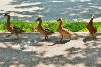 Aneguets jigsaw puzzle