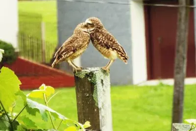 corujas jigsaw puzzle