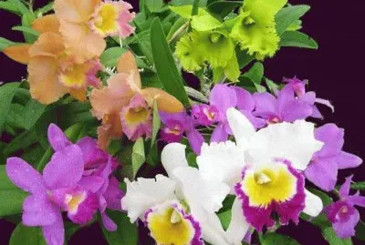 fleurs: orchidÃ©es