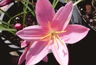 Flor jigsaw puzzle