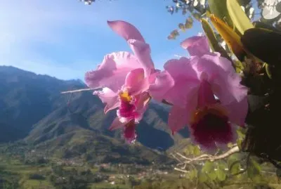 orquÃ­dea jigsaw puzzle