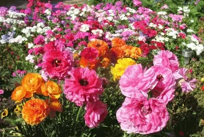 flores