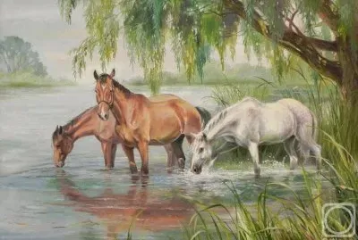cavalos