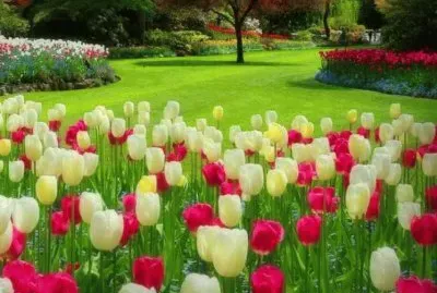 פאזל של tulipas