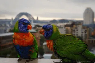 papagaios jigsaw puzzle