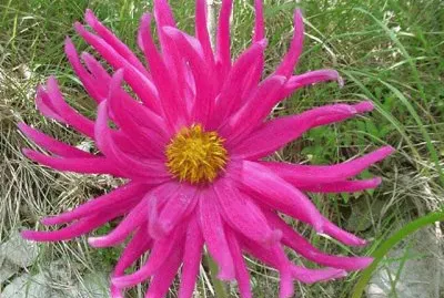 dahlia jigsaw puzzle