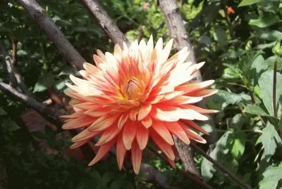 dahlia